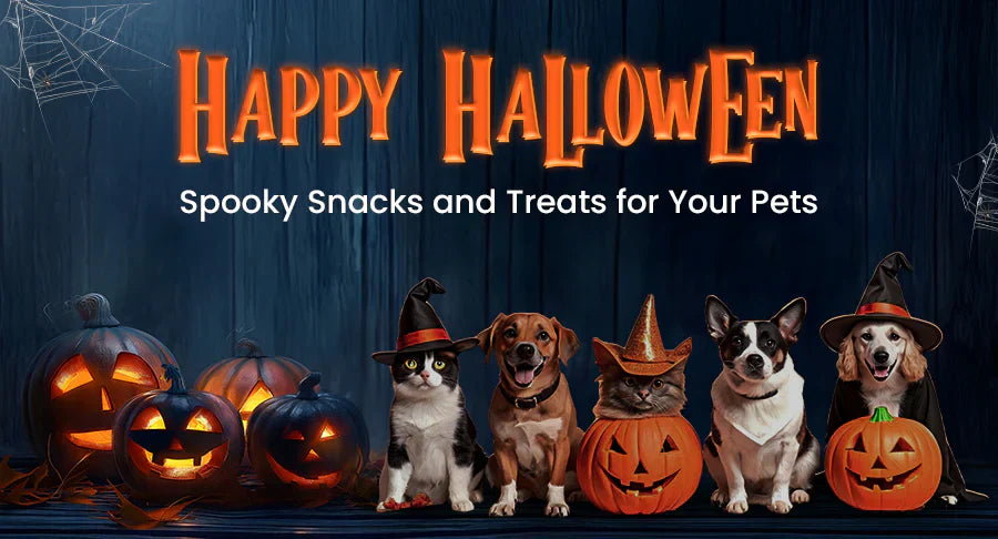 How To Keep Your Pet Safe On This Halloween?
