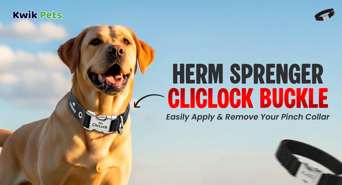 Herm Sprenger ClicLock Buckle - Easily Apply & Remove Your Pinch Collar