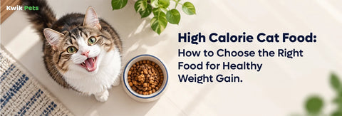 High Calorie Cat Food: How to Choose the Right Food for Healthy Weight Gain