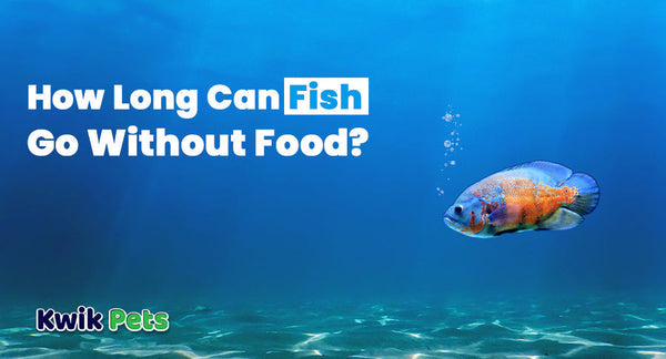 how long can fish go without food