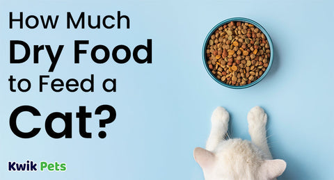 How Much Dry Food to Feed a Cat? (Vet-Approved Guide)