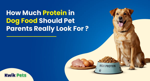 How Much Protein in Dog Food Should Pet Parents Really Look For?