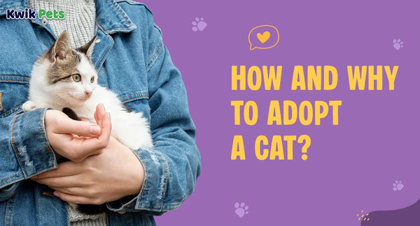 How And Why To Adopt A Cat
