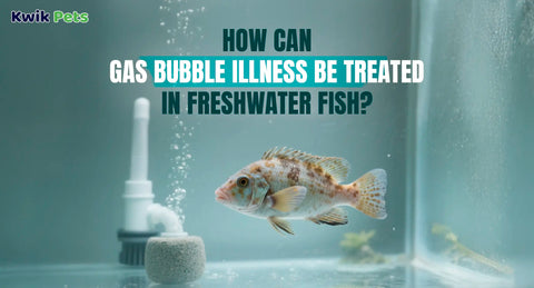 How Can Gas Bubble Illness Be Treated in Freshwater Fish?