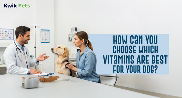How Can You Choose Which Vitamins Are Best For Your Dog?