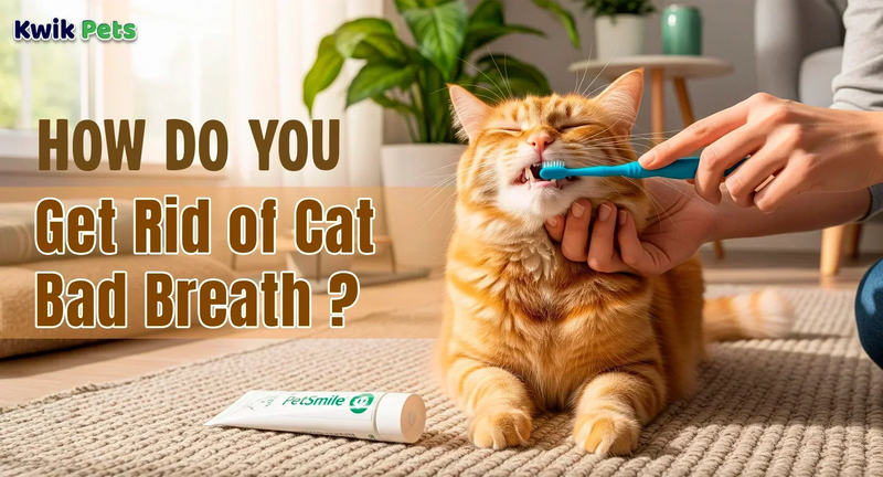 How Do You Get Rid of Cat Bad Breath