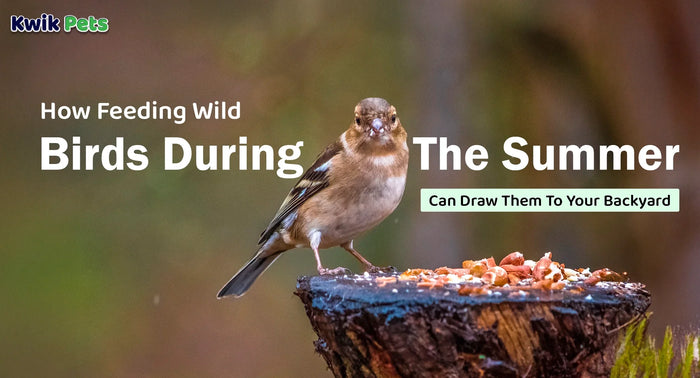 How Feeding Wild Birds During The Summer Can Draw Them To Your Backyard