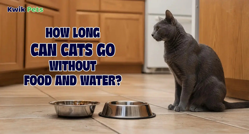 How Long Can Cats Go Without Food and Water