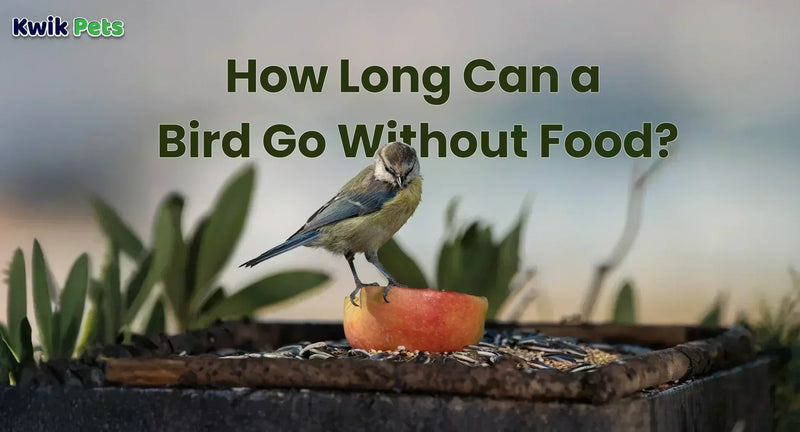How long can a bird go without food