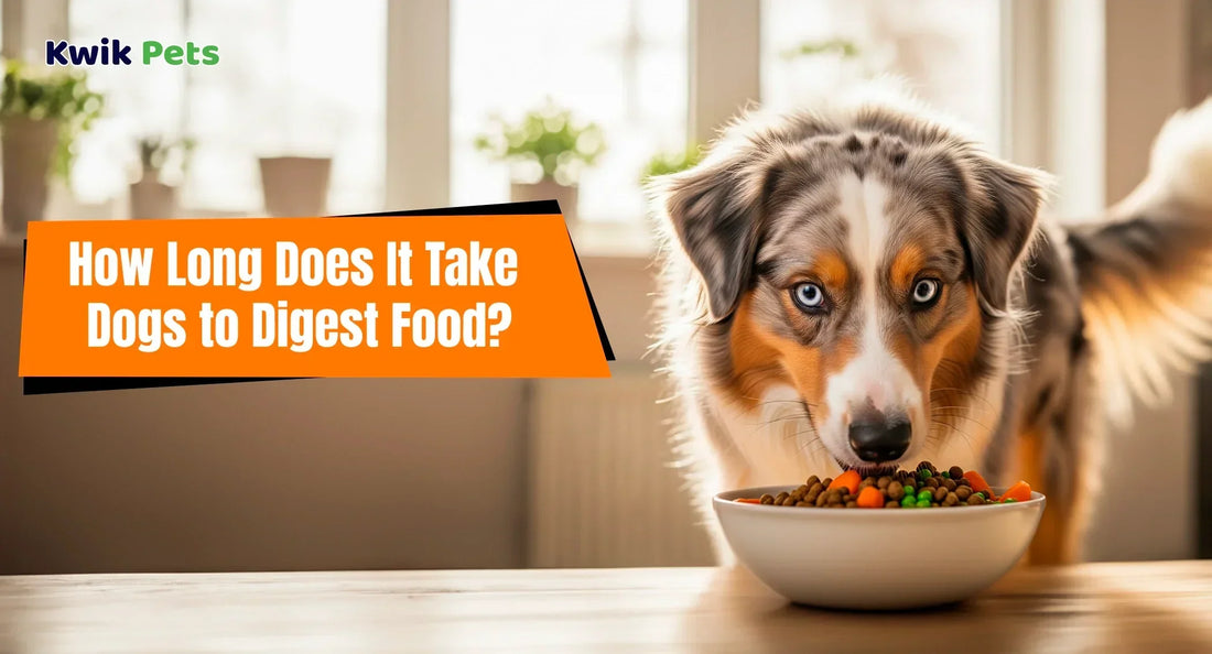 How a dog’s digestive system works