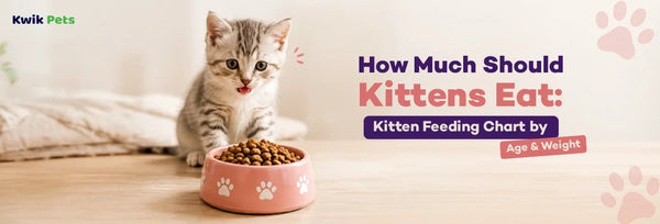 How Much Should Kittens Eat: Kitten Feeding Chart by Age & Weight