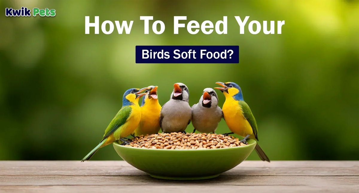How To Feed Your Birds Soft Food?