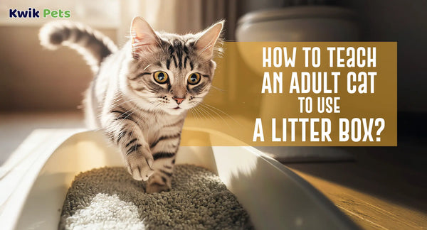 How To Teach An Adult Cat To Use A Litter Box?