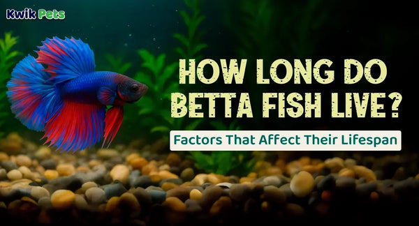 How Long Do Betta Fish Live? Factors That Affect Their Lifespan