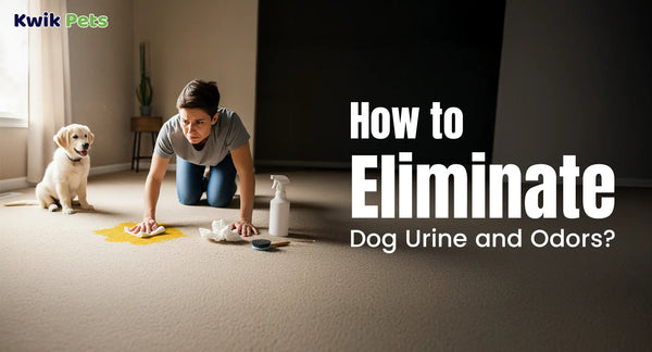 How to Eliminate Dog Urine and Odors