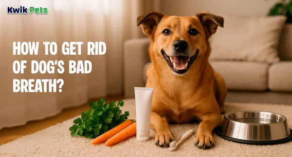 How to Get Rid of Dog's Bad Breath