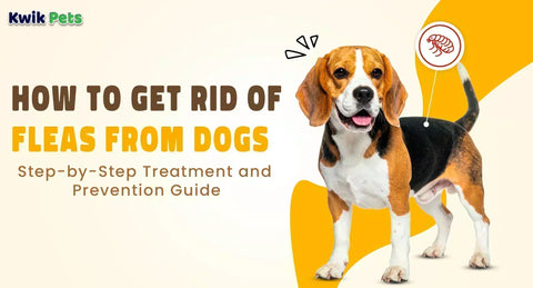 How to Get Rid of Fleas from Dogs: Step-by-Step Treatment and Prevention Guide