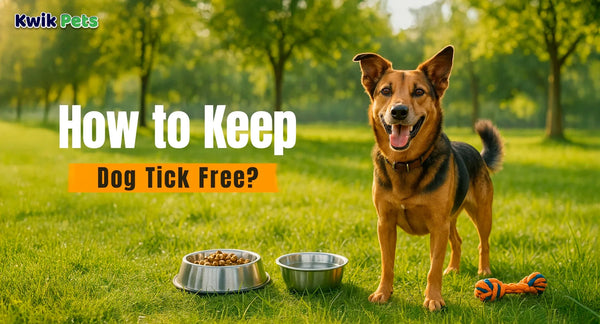 How to Keep Dog Tick Free