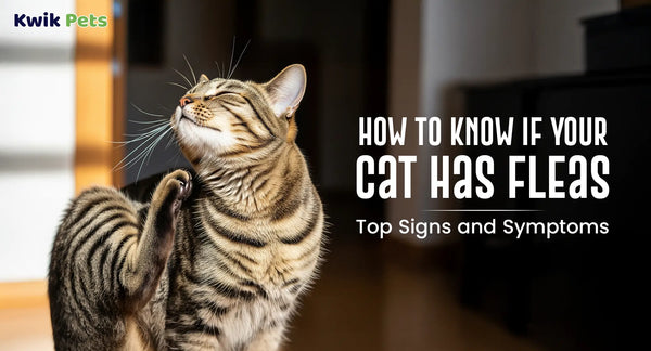 How to Know If Your Cat Has Fleas: Top Signs and Symptoms