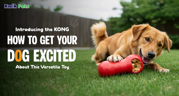 Introducing the KONG How to Get Your Dog Excited About This Versatile Toy