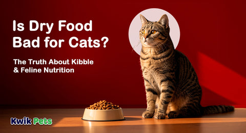 Is Dry Food Bad for Cats? The Truth About Kibble & Feline Nutrition