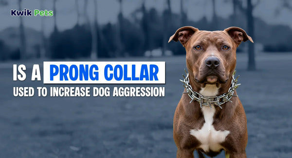Is A Prong Collar Used To Increase Dog Aggression?