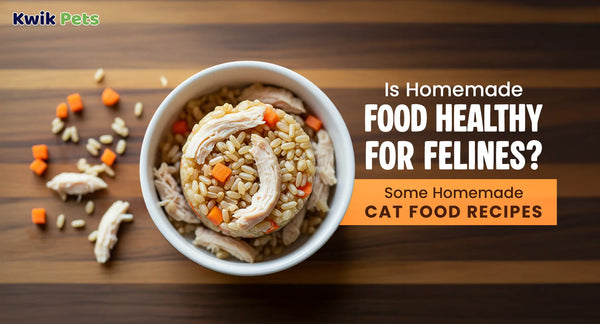 Is Homemade Food Healthy For Felines? Some Homemade Cat Food Recipes