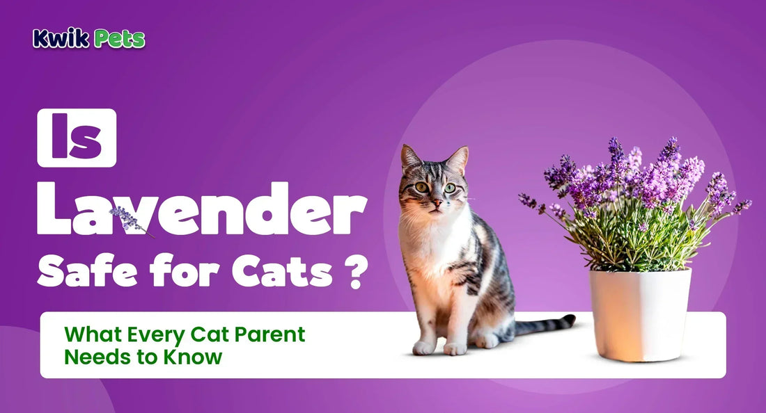 Is Lavender Safe for Cats? What Every Cat Parent Needs to Know