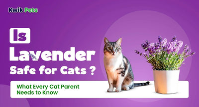 Is Lavender Safe for Cats? What Every Cat Parent Needs to Know