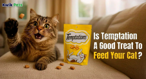 Is Temptation A Good Treat To Feed Your Cat?