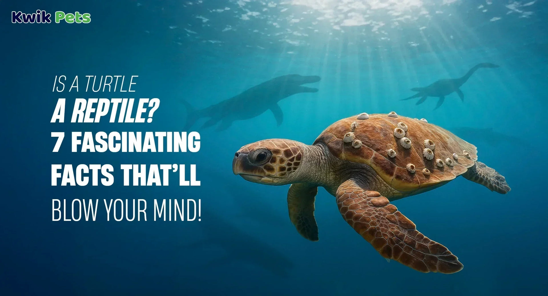 Is a Turtle a Reptile? 7 Fascinating Facts That’ll Blow Your Mind!