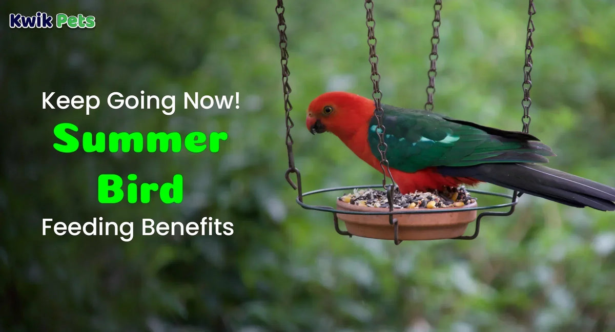 Keep Going Now! Summer Bird Feeding Benefits
