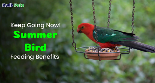 Keep Going Now! Summer Bird Feeding Benefits