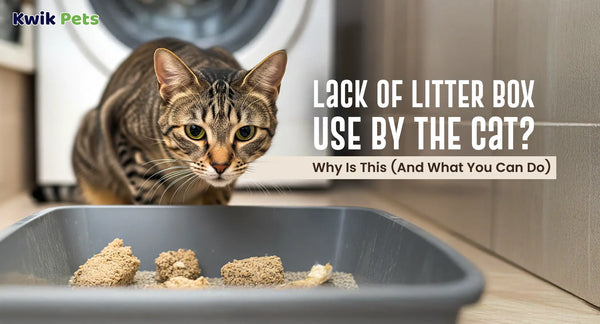 Lack Of Litter Box Use By The Cat? Why Is This (And What You Can Do)