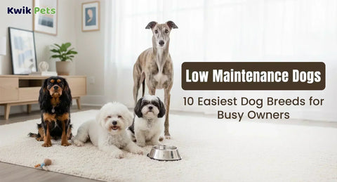 Low Maintenance Dogs: 10 Easiest Dog Breeds for Busy Owners