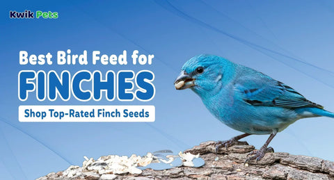 Best Bird Feed for Finches: Shop Top-Rated Finch Seeds