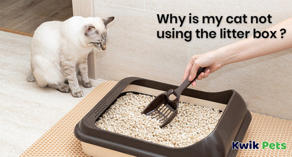 Why Is My Cat Not Using The Litter Box?