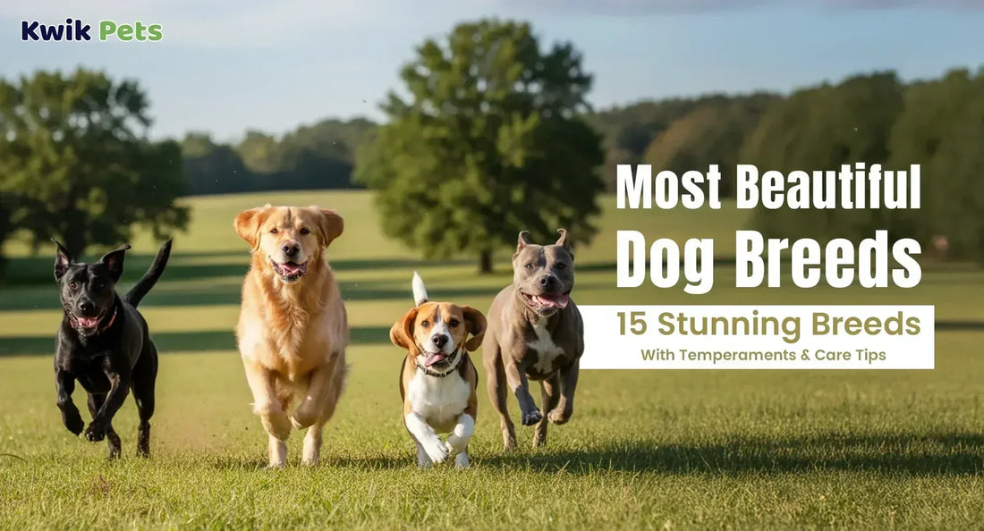 Most Beautiful Dog Breeds – 15 Stunning Breeds With Temperaments & Care Tips
