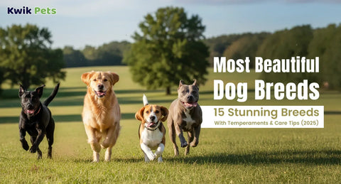 Most Beautiful Dog Breeds – 15 Stunning Breeds With Temperaments & Care Tips
