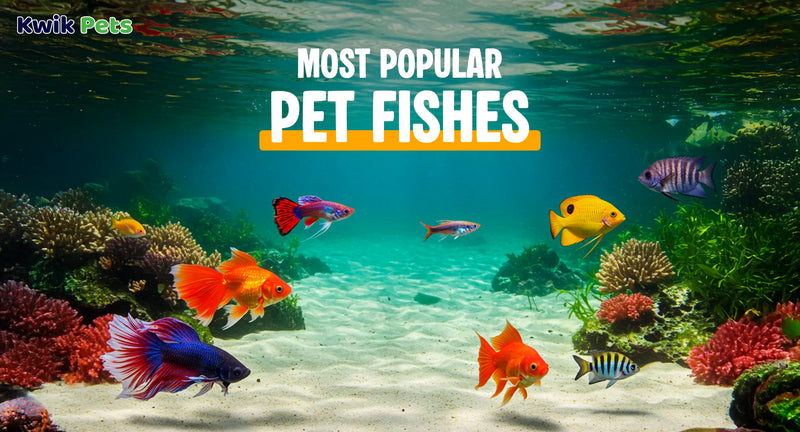 Most Popular Pet Fishes