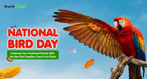National Bird Day 2026: Celebrate Your Feathered Friends With the Best Bird Supplies, Food & Fun Picks!