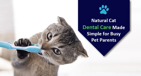 Natural Cat Dental Care Made Simple for Busy Pet Parents