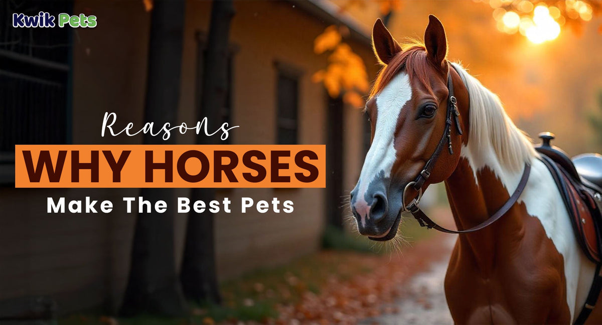 Reasons Why Horses Make The Best Pets