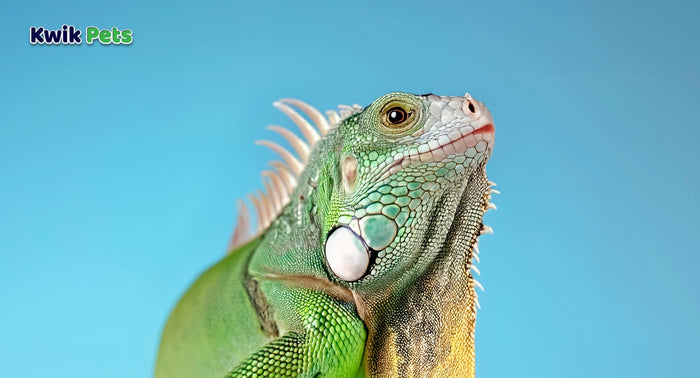 7 Benefits of Having Reptiles As Pets