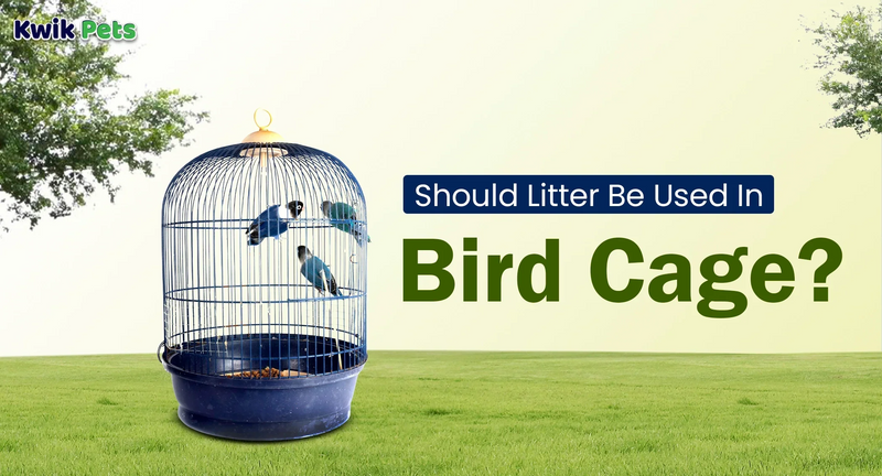 Should Litter Be Used In Bird Cage