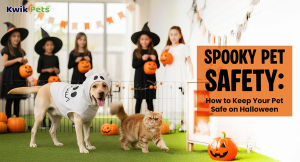 Spooky Pet Safety: How to Keep Your Pet Safe on Halloween