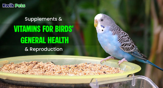 Supplements And Vitamins For Birds' General Health And Reproduction