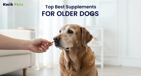 Best Supplements for Older Dogs: Vet-Recommended Support for Senior Health