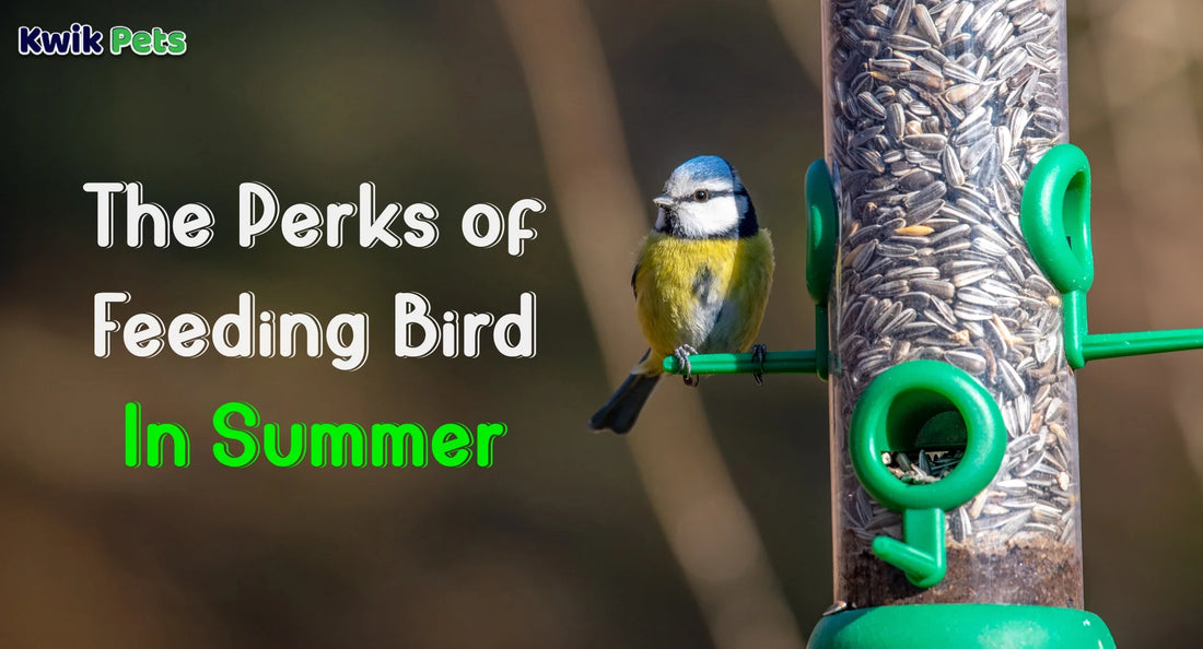 The Perks of Feeding Bird In Summer