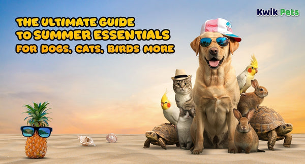 Summer Essentials for Pets 